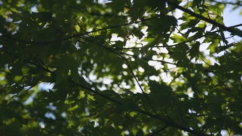 Oregon Forest Stock Footage 200862692