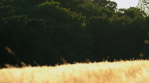 Oregon Forest Video stock 200862767