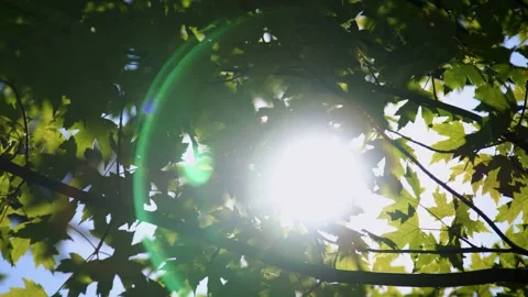 Oregon Forest Video stock 200862927