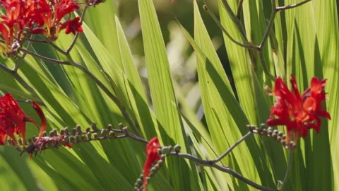 Oregon Forest Stock Footage 200862969