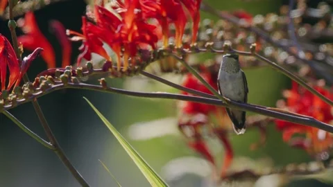 Oregon Forest Stock Footage 200863144