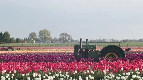 Oregon Forest Stock Footage 200863168