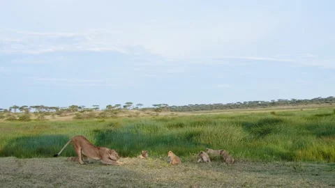 Oregon Forest Stock Footage 200863217