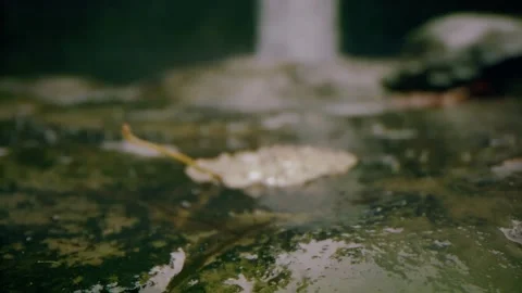 Oregon Forest Video stock 200863300