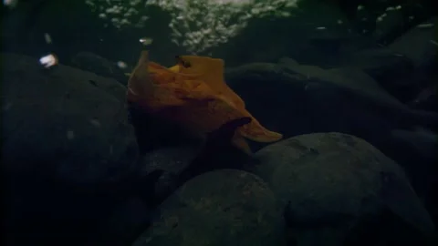 Oregon Forest Stock Footage 200863421