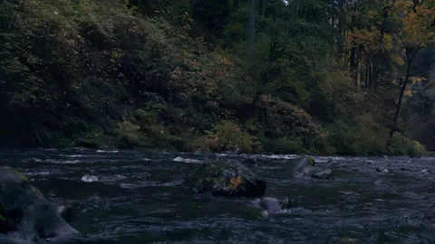 Oregon Forest Stock Footage 200863429