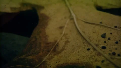 Oregon Forest Stock Footage 200863456