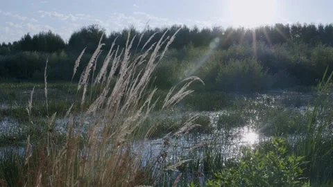 Oregon Forest Stock Footage 200863472