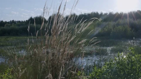 Oregon Forest Stock Footage 200863587