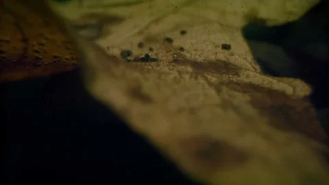 Oregon Forest Stock Footage 200863593