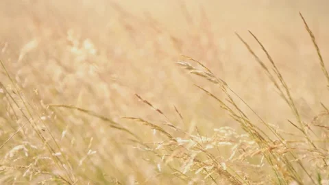 Oregon Forest Stock Footage 200870905