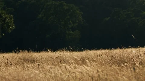 Oregon Forest Stock Footage 200870965