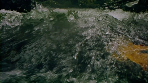 Oregon Forest Stock Footage 200870966