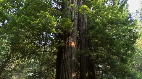 Oregon Forest Stock Footage 327886406