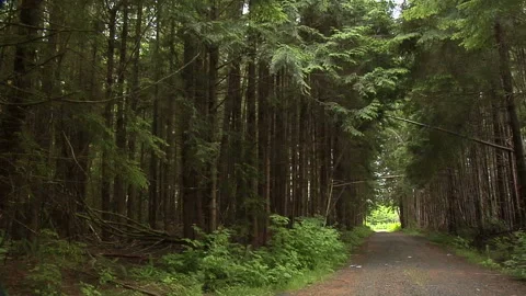 Oregon Forest Video stock 327886445