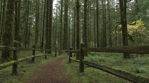 Oregon Forest Hiking Trail Video stock 43176002