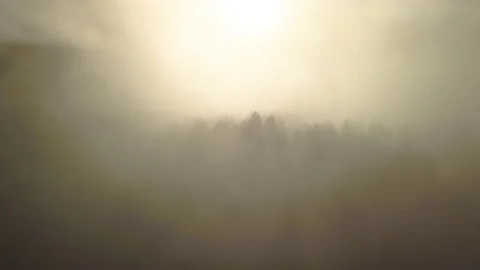 Oregon Forest Mist Stockbeeldmateriaal 165345611