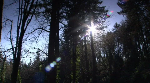 Oregon forest pan Stockbeeldmateriaal 632725