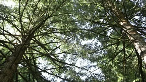 Oregon Forest - panning through treetops on sunny day Stock Footage 12158456