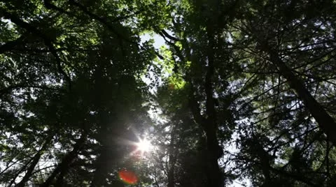 Oregon Forest - panning through treetops and sunshine Stock Footage 12158469