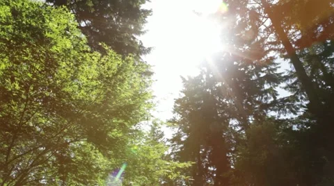 Oregon Forest - panning up into trees and sunshine Stock Footage 12159003