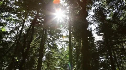 Oregon Forest - panning up into treetops and sunshine Stock Footage 12158530