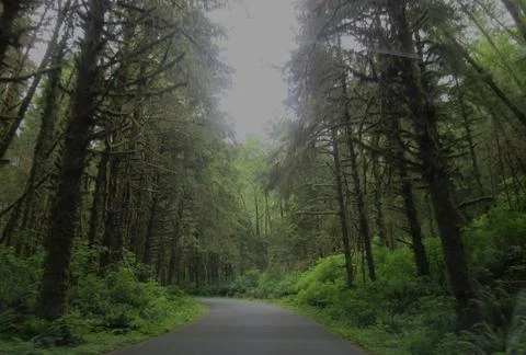 Oregon Forest Stock Photos