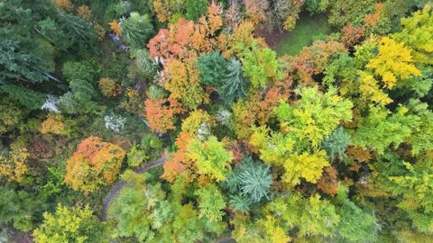 Oregon Forest scenes mostly without actual sun because it's in Oregon Stock Footage 290992609