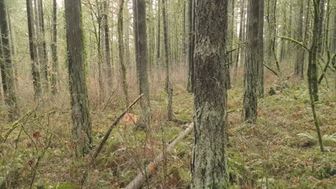 Oregon Forest scenes mostly without actual sun because it's in Oregon Stock Footage 290992789