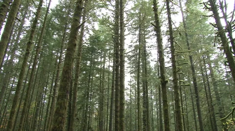 Oregon Forest Treescape Stock Footage 43175903