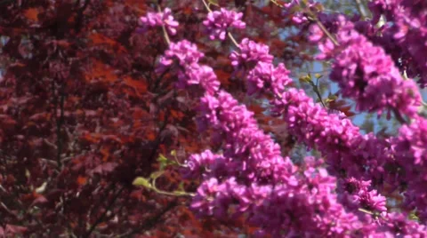 The Oregon Garden 2014 Spring Stock Footage 37322008