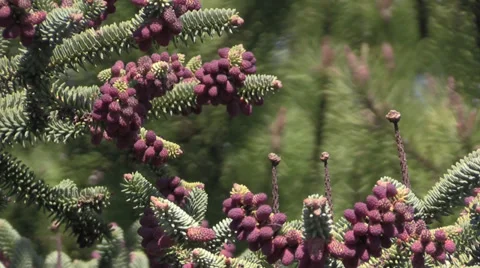 The Oregon Garden 2014 Spring Vídeos de archivo 37322021