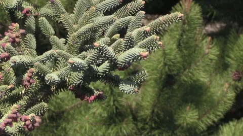 The Oregon Garden 2014 Spring Stock Footage 37322022