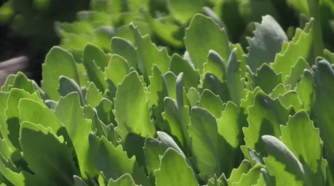 The Oregon Garden 2014 Spring Stock Footage 37322025