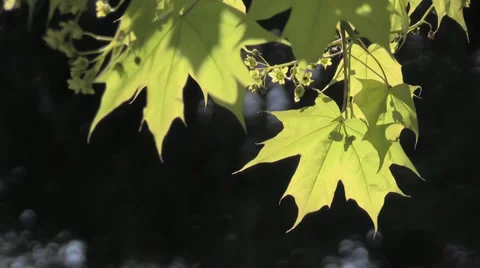 The Oregon Garden 2014 Spring Stock Footage 37322026