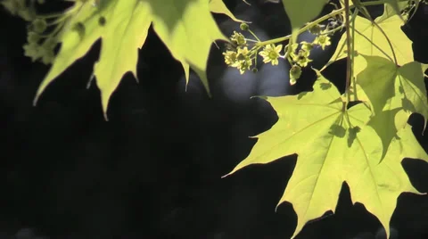 The Oregon Garden 2014 Spring Stock Footage 37322032