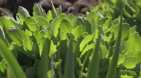 The Oregon Garden 2014 Spring Stock Footage 37322074