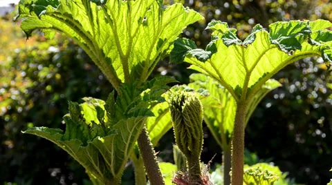 The Oregon Garden 2014 Spring Stock Footage 37322092