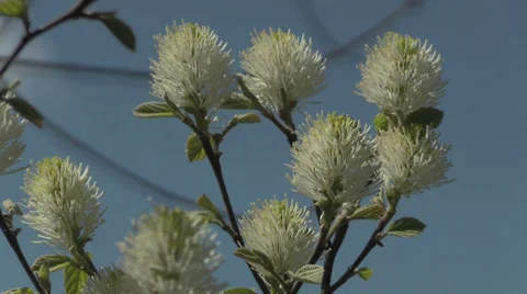 The Oregon Garden 2014 Spring Stock Footage 37322112