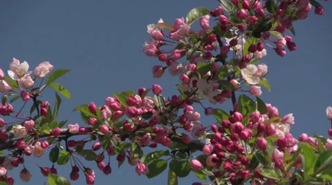 The Oregon Garden 2014 Spring Stock Footage 37322114