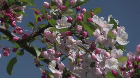 The Oregon Garden 2014 Spring Stock Footage 37322126