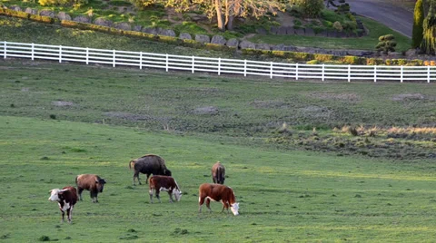 The Oregon Garden 2014 Spring Stock Footage 37322174