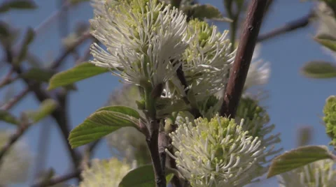 The Oregon Garden 2014 Spring Stock Footage 37322175