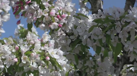 The Oregon Garden 2014 Spring Stock Footage 37322187