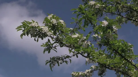 The Oregon Garden 2014 Spring Stock Footage 37322194