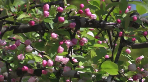 The Oregon Garden 2014 Spring Stock Footage 37322196