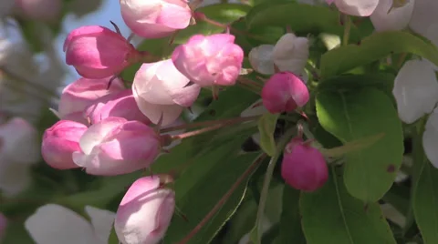 The Oregon Garden 2014 Spring Stock Footage 37322228