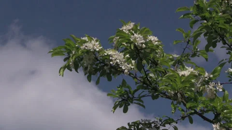 The Oregon Garden 2014 Spring Stock Footage 37322229