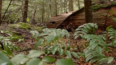 Oregon grape and log logging thinning Wet Rainy Cascade Mountain Oregon Forest Stock Footage 81835725