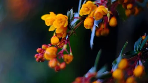 Oregon grape Barberries or Mountain grape Stock Photos